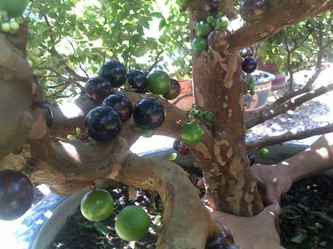 Hiện nay trên thị trường còn xuất hiện giống nho lai hai màu rất đẹp.