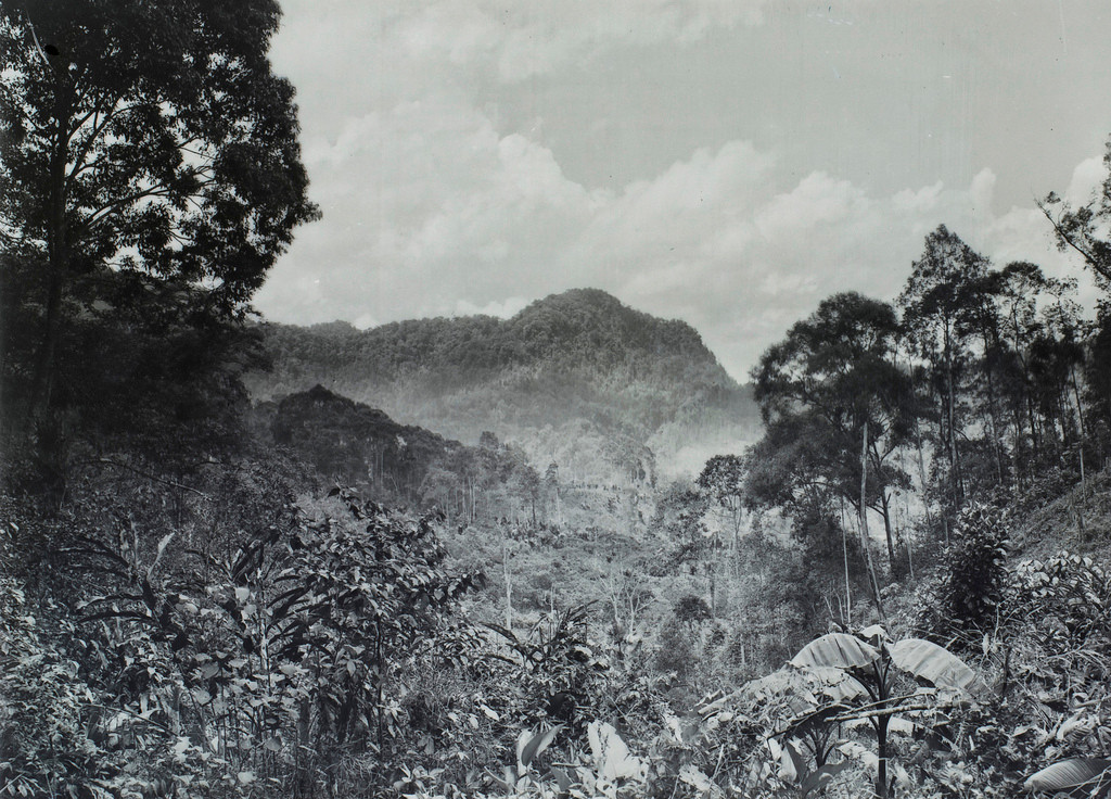 Cảnh rừng rậm hoang sơ ở Bắc Hà.