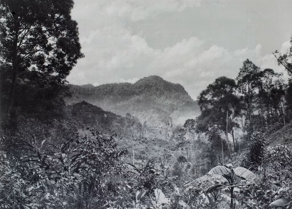 Cảnh rừng rậm hoang sơ ở Bắc Hà.