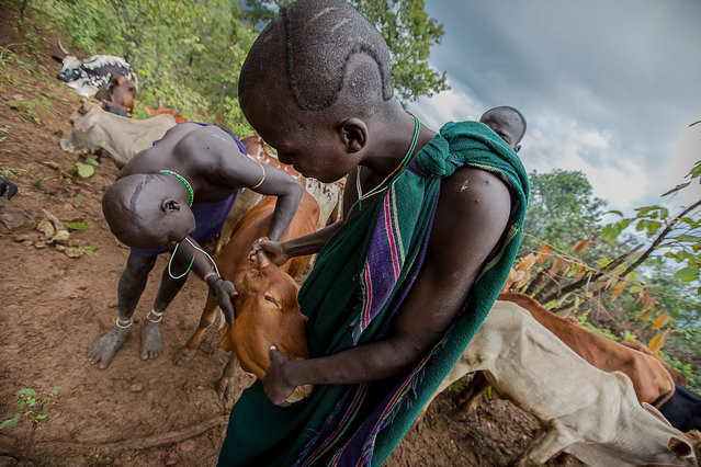 Vời thời bình, máu bò được nam giới của bộ tộc này coi là một loại “nước thần” giúp tăng cường sinh lực đàn ông.