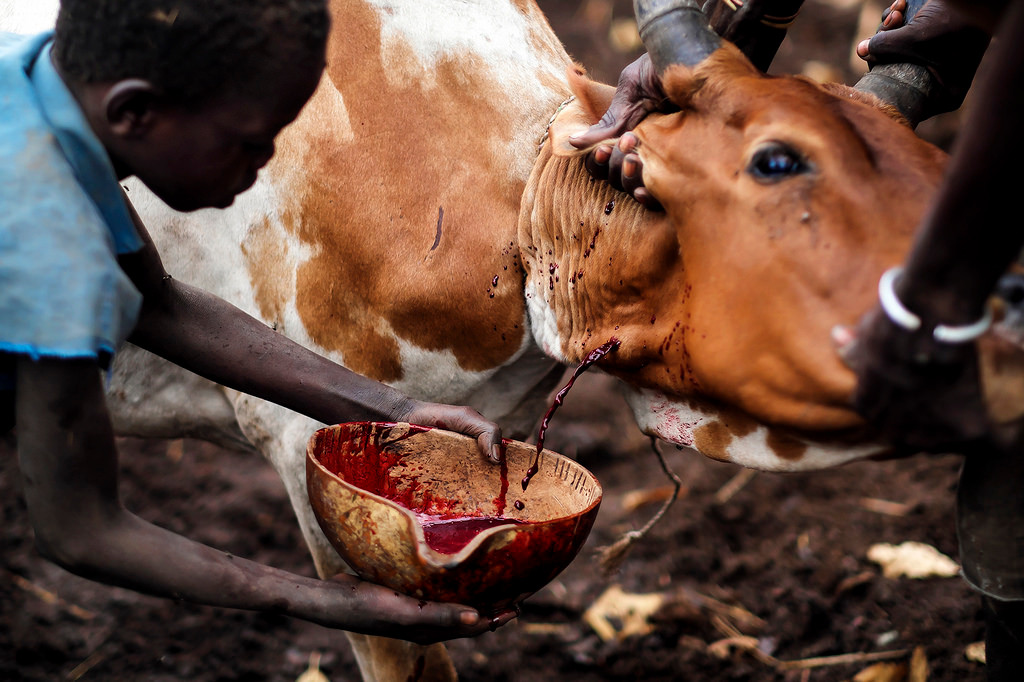 Trong quá khứ, trước khi giao chiến với kẻ thù, thường là những bộ tộc khác đến xâm chiếm đất đai, nghi thức uống máu bò luôn được tộc người này tổ chức để cầu mong chiến thắng.