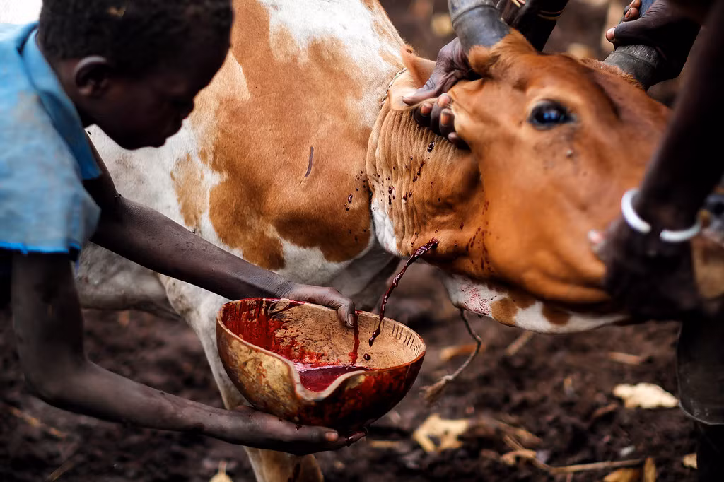 Trong quá khứ, trước khi giao chiến với kẻ thù, thường là những bộ tộc khác đến xâm chiếm đất đai, nghi thức uống máu bò luôn được tộc người này tổ chức để cầu mong chiến thắng.