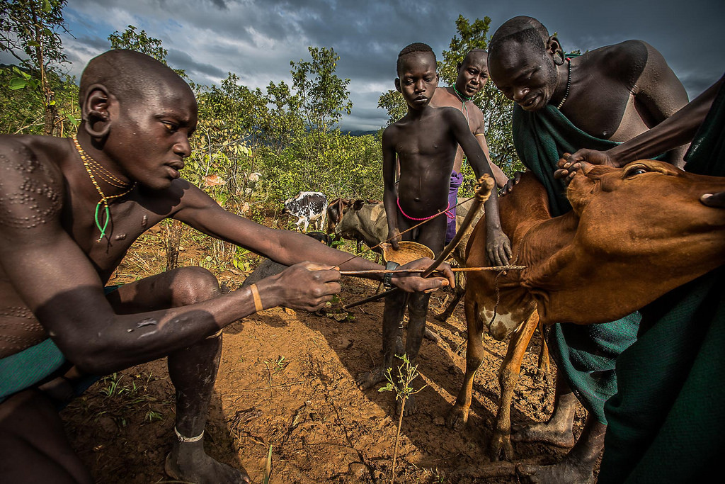 Khi thực hiện nghi thức, đàn ông trong bộ tộc Surma sẽ bắt một con bò từ ngoài cánh đồng. Một mũi tên sẽ được bắn vào động mạch ở cổ con bò để nó chảy thật nhiều máu.