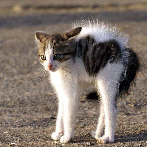 Nhiều con vật trong trang trại cư xử dị thường, giống như thể chúng bị đe dọa bởi một sinh vật nguy hiểm nào đó.