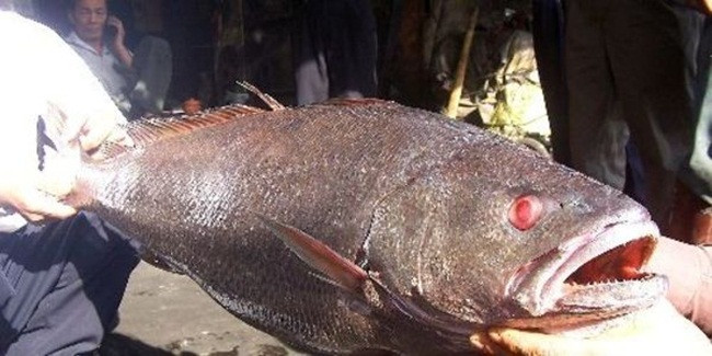 Ngoài giá trị dinh dưỡng thì bong bóng cá sủ vàng rất đắt. Bong bóng của cá sủ vàng có tác dụng trong phẫu thuật.