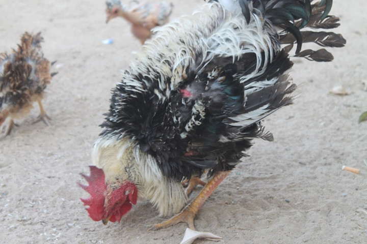 Trong khi một số người nuôi ở Thái Nguyên, Thái Bình bán giống gà này với giá cao thì tại Làng Kum (huyện Chư Pah, tỉnh Gia Lai), khá nhiều hộ dân nuôi gà lông ngược nhưng lại không bán ra thị trường. Gà chỉ dùng trong các dịp lễ, Tết hoặc đãi khách quý... (Ảnh: Thegioitiepthi)