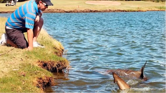 Một hồ nước trong sân golf ở Australia gần đây bị cá mập xâm chiếm, do nước lũ dâng lên, khiến cá mập bơi dạt vào hồ và mắc kẹt ở đó khi nước rút.