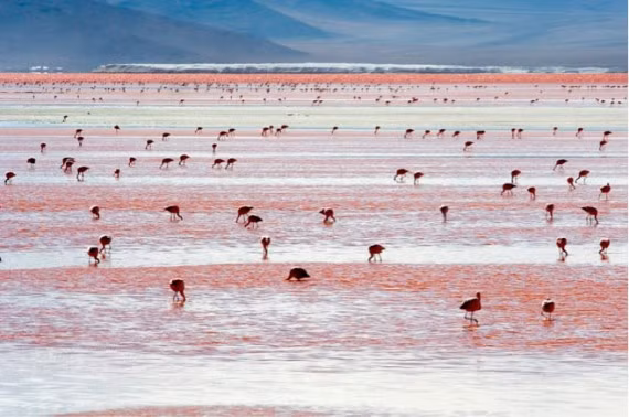 Hồ Lago Colorada có những hòn đảo trắng tạo thành từ chất hàn the và nước hồ đỏ thắm quanh năm. Đây cũng là điểm đến yêu thích của loài hồng hạc.