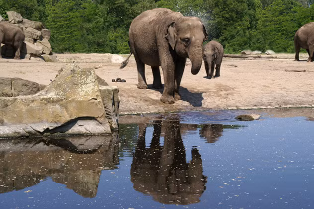 Không chỉ con người mà động vật cũng có thể tự nhận ra mình trong gương. Các loài như tinh tinh, đười ươi, voi, khỉ đột , cá heo,… đã vượt qua trắc nghiệm tự nhận thức với gương trong các thí nghiệm.