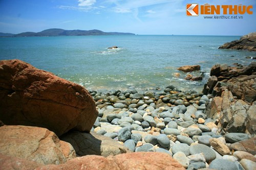 Màu sắc chủ đạo của chúng là hai màu ghi và nâu vàng.