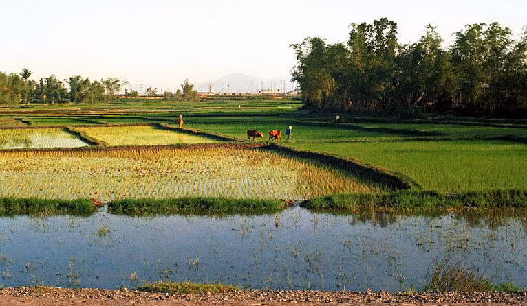 Đồng quê ở ngoại thành Đà Nẵng.