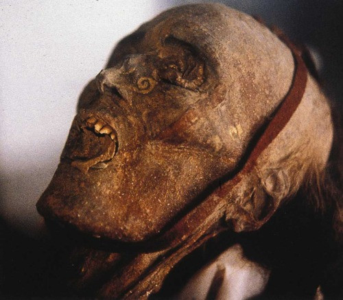 Nhiều xác ướp trong số đó đang được trưng bày tại Bảo tàng Urumqi, thủ phủ Tân Cương. Cơ thể của các xác ướp đã được bảo quản nguyên vẹn do điều kiện khí hậu rất khắc nghiệt ở sa mạc Tây Tân Cương, dù làn da đã chuyển sang màu đen và khô sau nhiều thập niên được khai quật.