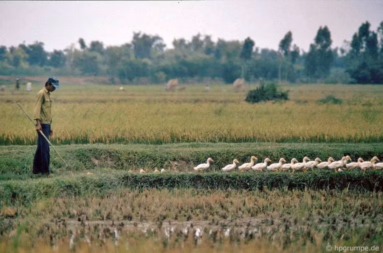 Cảnh đồng quê ở huyện Củ Chi.