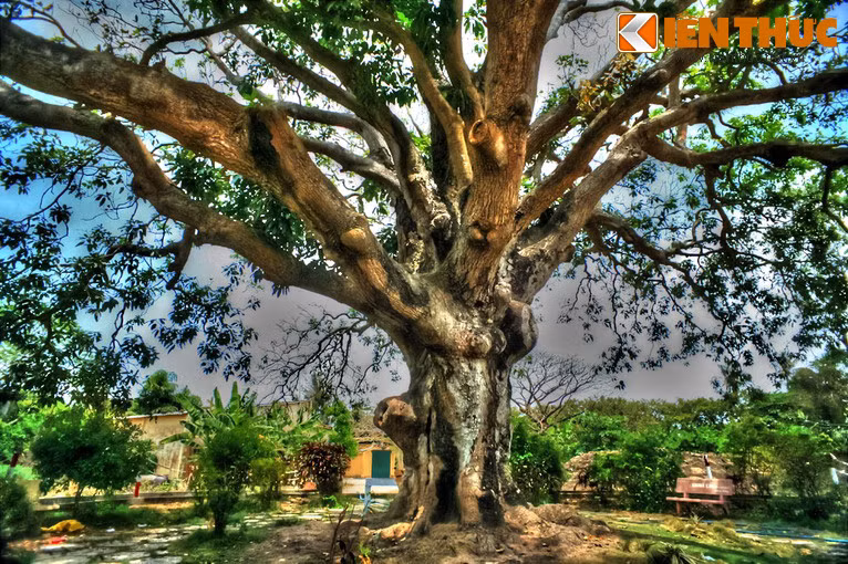 Biết thông tin về cây xoài có tuổi thọ 3 thế kỷ tọa lạc tại đây, rất nhiều người dân ở khắp nơi đã đến chiêm ngưỡng cây xoài, đồng thời cầu mong những điều tốt đẹp trong cuộc sống.