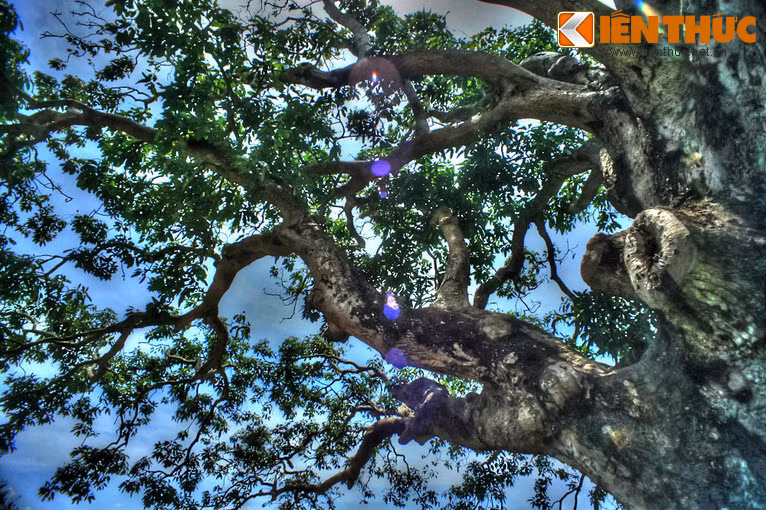 Theo lời kể của các bậc cao niên địa phương, khoảng đầu thế kỷ 18, khi nhiều người về đây cư trú đã thấy cây xoài to hơn một vòng tay người lớn.