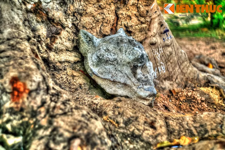 Dưới gốc xoài hiện nay có đặt một bức tượng thần Hổ. Theo giai thoại địa phương, nơi đây khi còn rừng rậm, thường có một con cọp sống ở gốc xoài. Để cầu mong được bình an khi qua lại, người dân đã tôn con cọp là “thần Hổ”. Việc cúng lễ vật cho thần Hổ đã trở thành tín ngưỡng dân gian của người dân địa phương và được tổ chức thường niên dưới chân cây xoài.