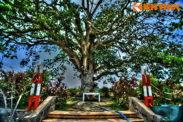 Tại xã Vĩnh Trạch Đông (TP Bạc Liêu, tỉnh Bạc Liêu) hiện có một cây xoài cổ thụ đã 300 năm tuổi, được cho là cổ nhất và lớn nhất vùng đồng bằng sông Cửu Long..