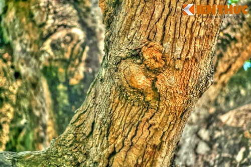 Toàn bộ phần vỏ cây xù xì, gân guốc, mang đậm dấu ấn thời gian.