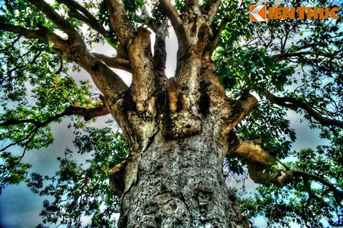 Cũng theo cư dân địa phương, dưới gốc xoài khoảng 10m có một mạch nước ngầm rất dồi dào. Do vậy mà cây có thể sống qua 3 thế kỷ trên một vùng đất nhiễm mặn nằm ngay sát biển.