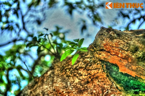 Cách đây không lâu, cây xoái đã bị một số loài sâu bệnh như sâu đục thân, rệp sáp, mối … tấn công, vàng úa và có nguy cơ bị chết. Rất may ngành chức năng tỉnh Bạc Liêu đã tích cực vào cuộc và cứu sống được cây xoài cổ quý giá này.