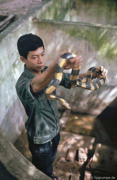 Màn biểu diễn với rắn ở Trại rắn Đồng Tâm, trung tâm nghiên cứu về rắn lớn nhất Việt Nam.