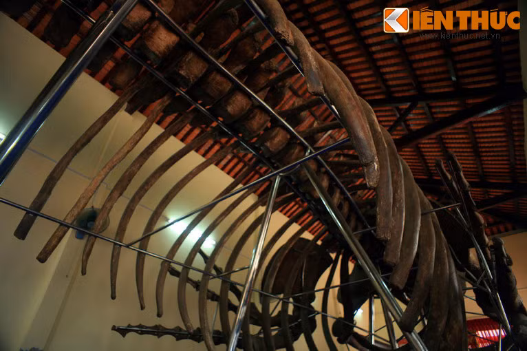 Theo tín ngưỡng của ngư dân miền biển, Cá Ông là vị thần cứu giúp ngư dân mỗi khi gặp tai nạn trên biển, chung thủy với ngư dân nên được ngư dân kính yêu và tôn trọng.