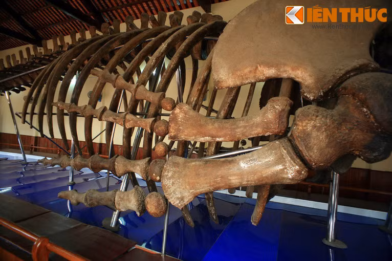 Sau hơn 2 thế kỷ lưu giữ trong tẩm, năm 2003, bộ cốt Ông được viện Hải Dương học Nha Trang phục chế và bảo quản tại nhà trưng bày của dinh.