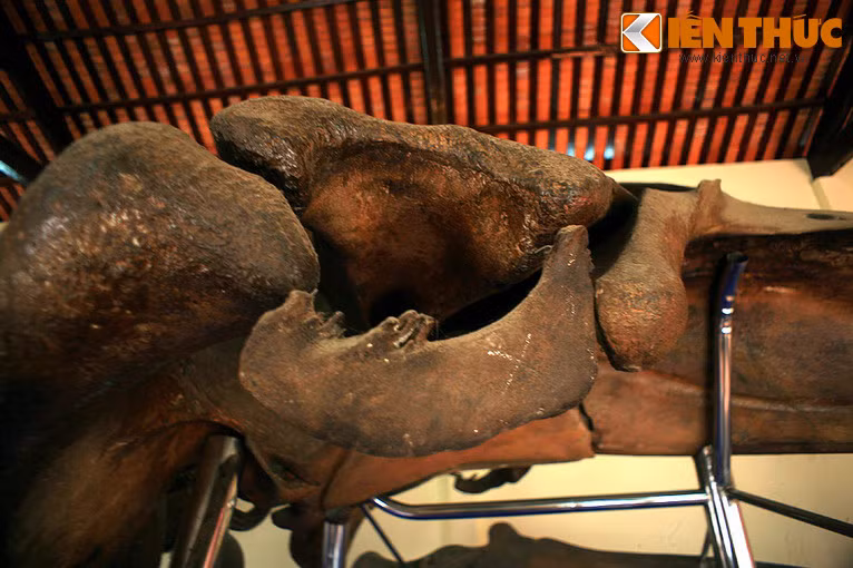 Thấy vậy, ngư dân trong vạn Thủy Tú đã huy động nhân lực để đưa ông vào táng trong khuôn viên của Vạn. Do Ông quá lớn, vạn Thủy Tú đã phải nhờ đến sức lực của các vạn khác ở địa phương.