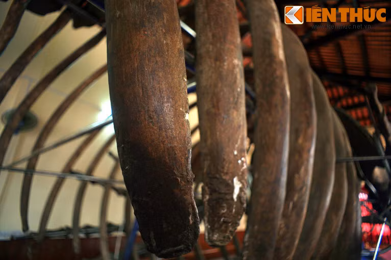 Mỗi khi Cá Ông chết (luy) dạt vào bờ, ngư dân đầu tiên trông thấy được coi là con trai của ông và phải đứng ra làm tang lễ, chôn cất cẩn thận...