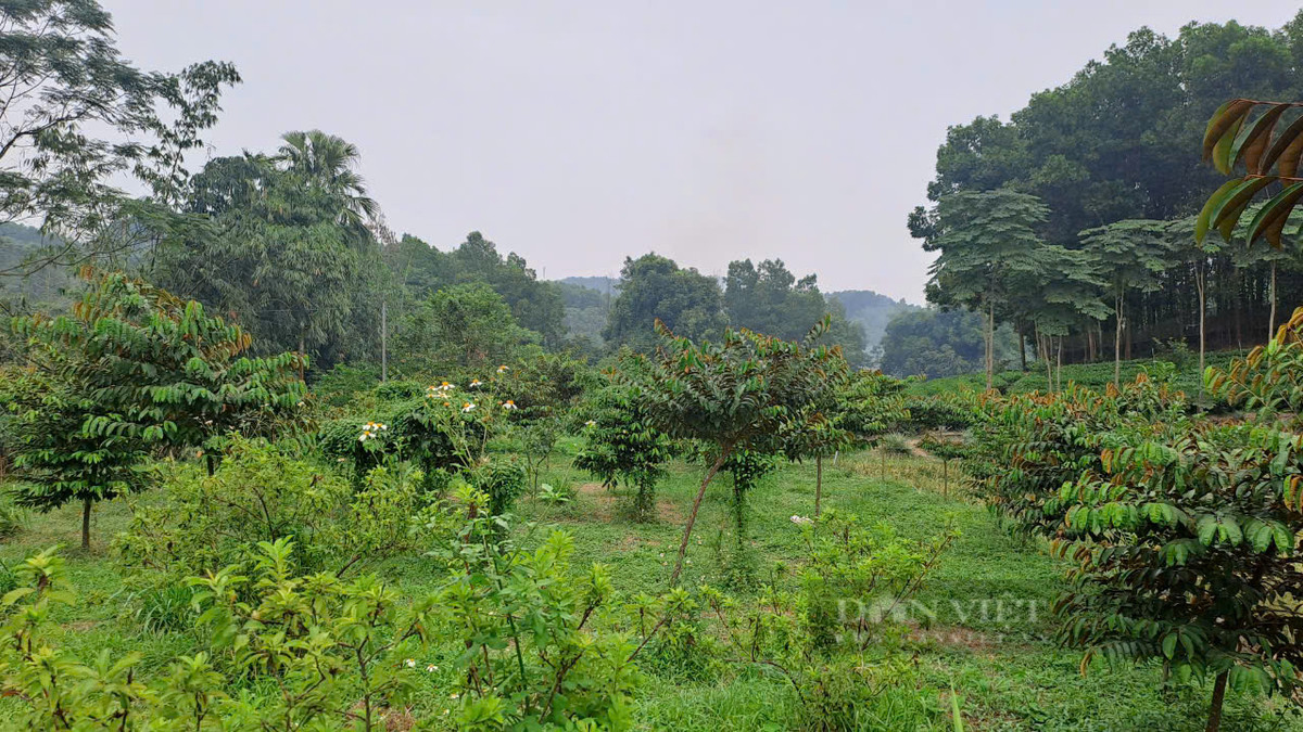 Đút túi hàng tỷ đồng từ mô hình kinh tế tổng hợp - Hình 3 Dut tui hang ty dong tu mo hinh kinh te tong hop-Hinh-3