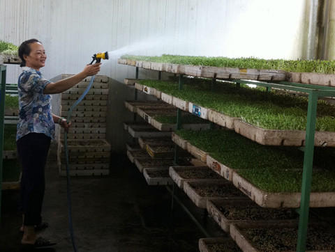 Theo bà Duyên rau mầm sạch, an toàn đúng nghĩa chỉ cần hạt giống tốt, đất mùn dừa và tưới nước sạch.