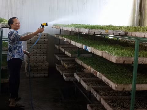 Theo bà Duyên rau mầm sạch, an toàn đúng nghĩa chỉ cần hạt giống tốt, đất mùn dừa và tưới nước sạch.