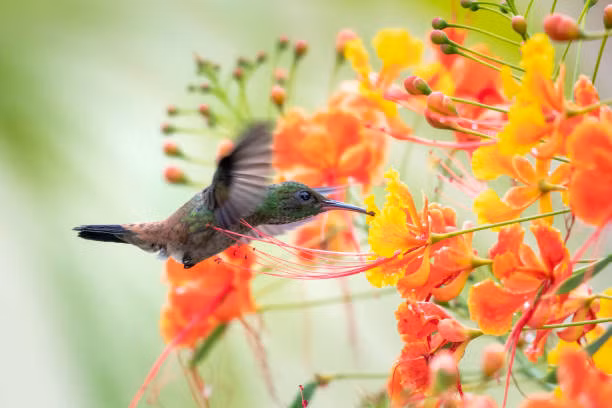 4 con giap don tai loc trong thang dau tien nam Quy Mao