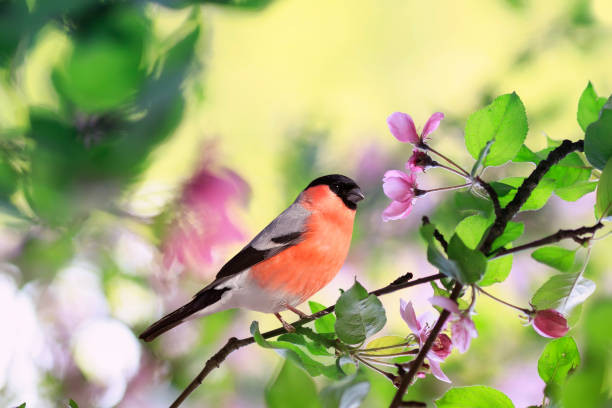 4 con giáp đón tài lộc trong tháng đầu tiên năm Quý Mão - Hình 3 4 con giap don tai loc trong thang dau tien nam Quy Mao-Hinh-3