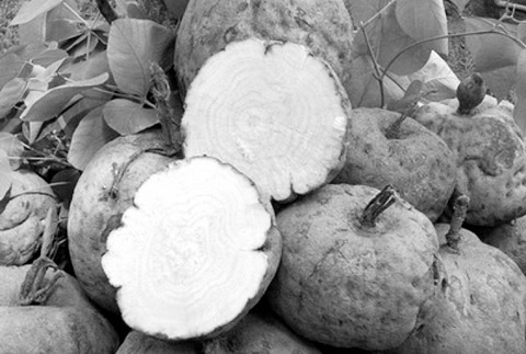 Sâm tố nữ (Kwao Krua trắng).