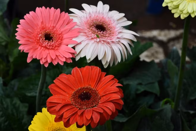 Sinh gio nay duoc Than Tai goi ten, cua na nhieu vo ke-Hinh-2