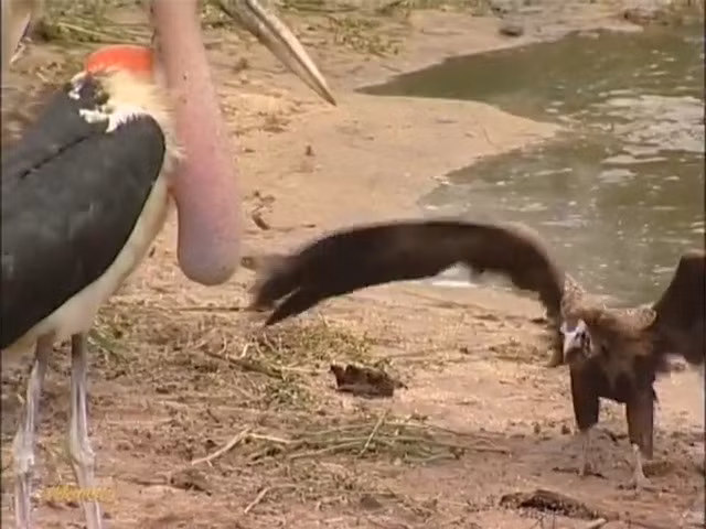 Co Marabou dung ke ban “muon tay” ca sau de tieu diet doi thu