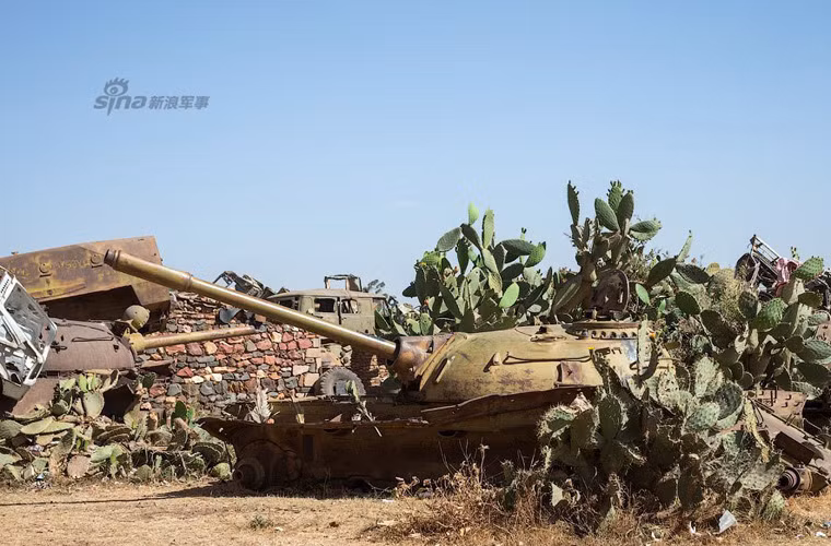 Một cỗ xe tăng chiến đấu chủ lực T-54/55 bị xương rồng “vây hãm”.