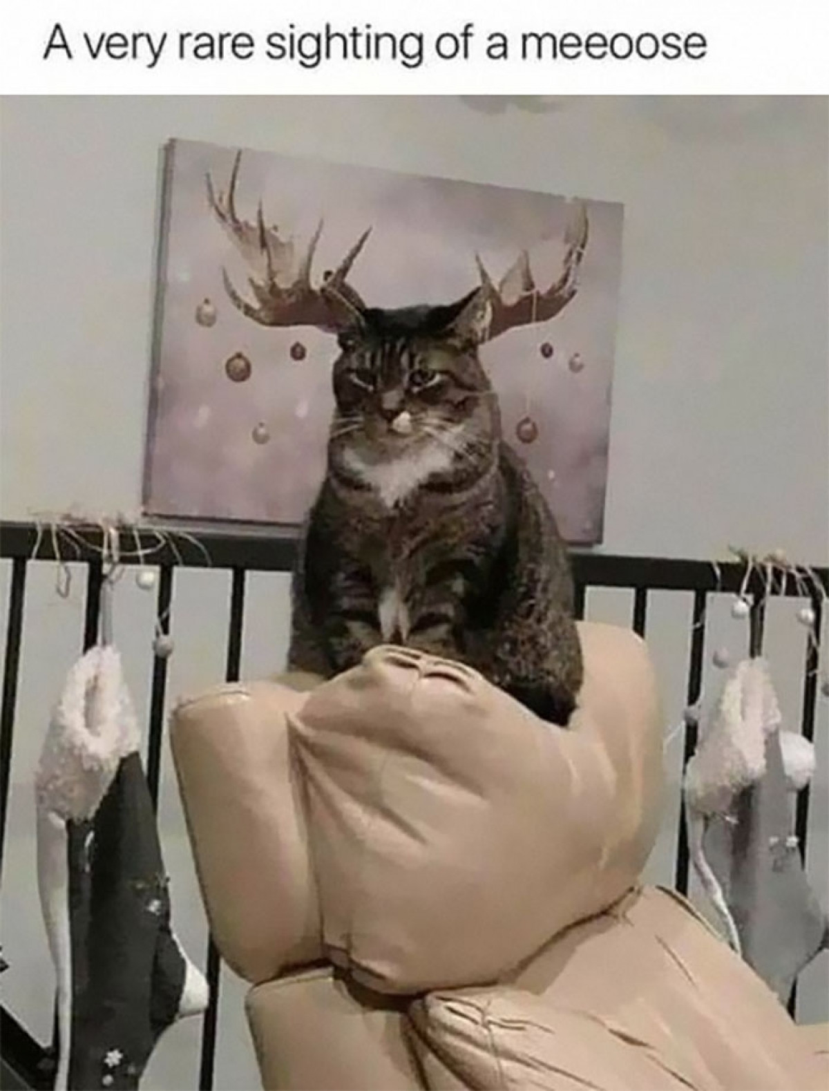 Khoảnh khắc trùng hợp đến khó tin, chú mèo như vừa bước ra từ bức ảnh.