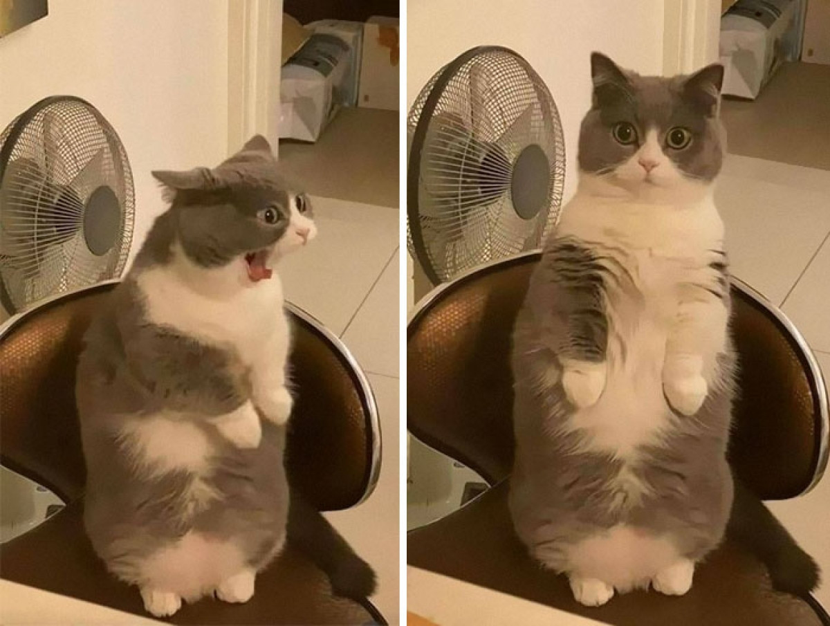 Biểu cảm khác biệt một trời một vực trước khi ăn và sau khi no bụng.