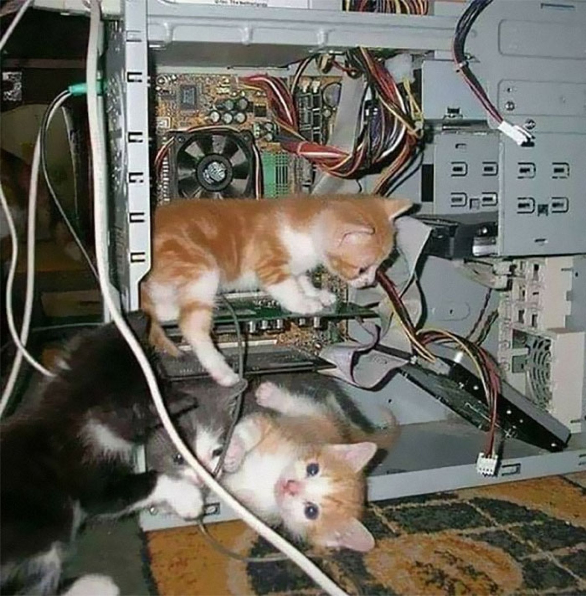 Nhóm kỹ sư IT mèo đang mải mê khám phá máy vi tính./.