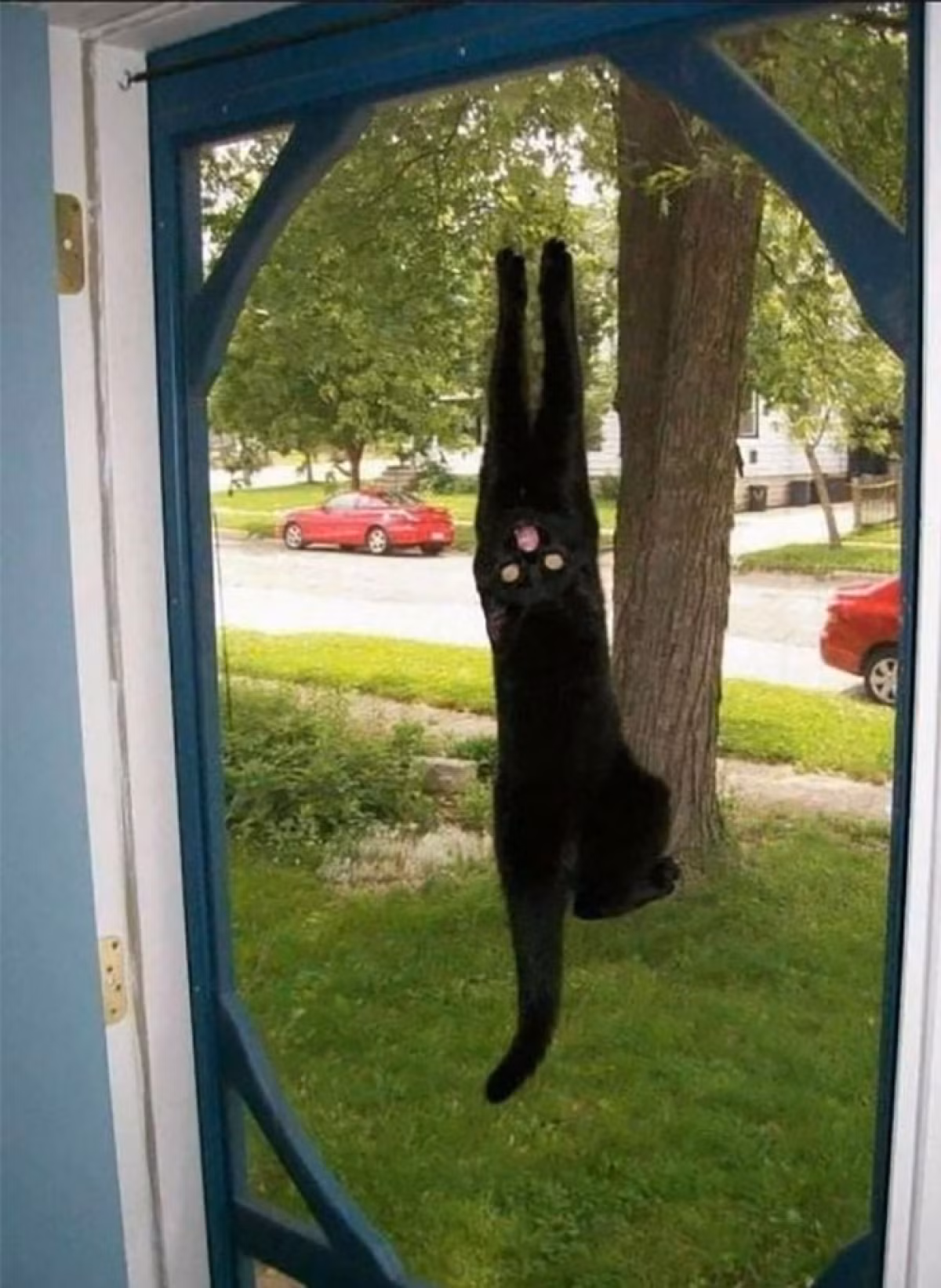 Hành động kỳ lạ của boss mèo khiến ai nhìn thấy cũng phải thót tim.