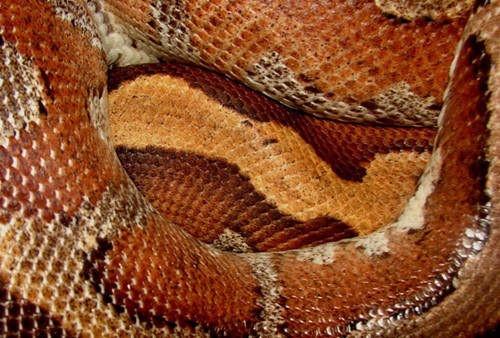 Do màu sắc này, tên gọi quốc tế thông dụng của trăn cộc là "trăn máu" (blood python). Trăn cộc là nguồn gen quí hiếm cần được bảo tồn