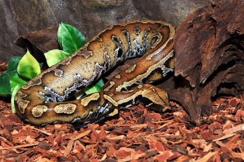 Xét về đường kính thân, chúng không thua kém các loài trăn lớn khác, chỉ có điều chiều dài hiếm khi vượt quá 2m, chỉ bằng phân nửa trăn thường. Chúng nằm trong danh sách các loài nguy cấp trong Sách đỏ Việt Nam.