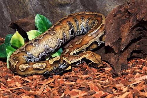 Xét về đường kính thân, chúng không thua kém các loài trăn lớn khác, chỉ có điều chiều dài hiếm khi vượt quá 2m, chỉ bằng phân nửa trăn thường. Chúng nằm trong danh sách các loài nguy cấp trong Sách đỏ Việt Nam.