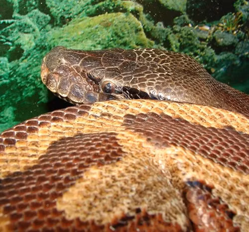 Loài trăn "vừa béo, vừa lùn" nhưng vô cùng quý hiếm.