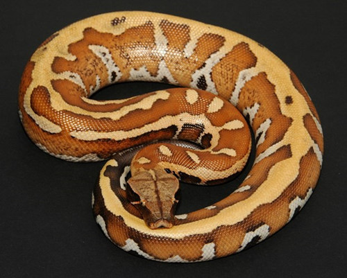 Rất cần bàn tay chung sức của cộng đồng nhằm bảo vệ loài bò sát quý hiếm và xinh đẹp này.