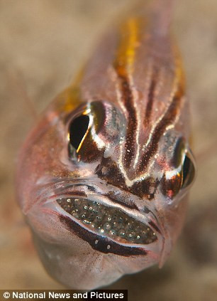 Loài cá này có cách ấp trứng rất độc đáo. Sau khi trứng được thụ tinh, cá đực sẽ ngậm những quả trứng vào trong miệng của mình để bảo vệ những đứa con chưa chào đời khỏi kẻ thù.