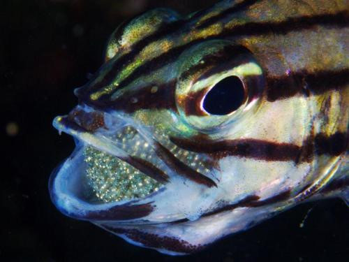 Cá đực đảm nhiệm quá trình ấp trứng bằng miệng trong nhiều tuần. Trong thời gian ấp trứng, cá đực thậm chí phải nhịn ăn hoàn toàn cho đến khi trứng nở thành cá con.