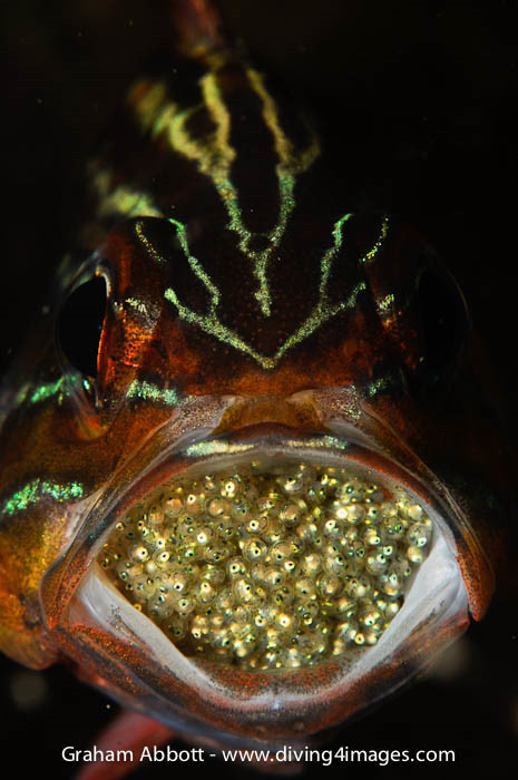 Mặc dù cá đực không ăn trong thời kỳ ấp trứng, nhưng một số nghiên cứu khoa học phát hiện thấy rằng có tới 30% trứng trôi vào bụng của cá đực trong thời gian ấp trứng. Đây là lý do loài cá này được gọi là cá ăn thịt.